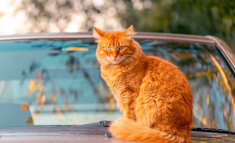 10 Dicas de como levar seu gato para uma viagem de carro
