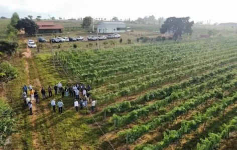 Vinhedos do Cerrado