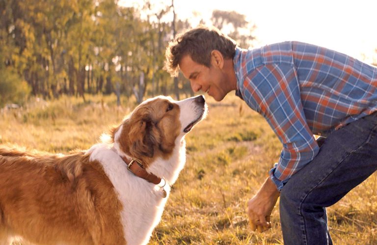 10 Filmes de cachorro que você precisa assistir