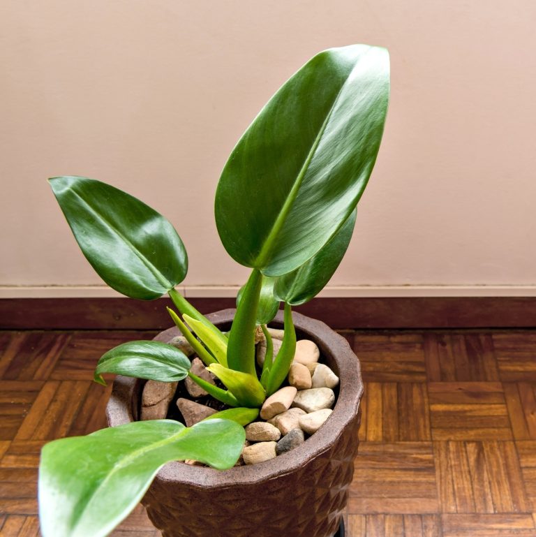 10 plantas que não precisam de sol perfeitas para ambientes fechados