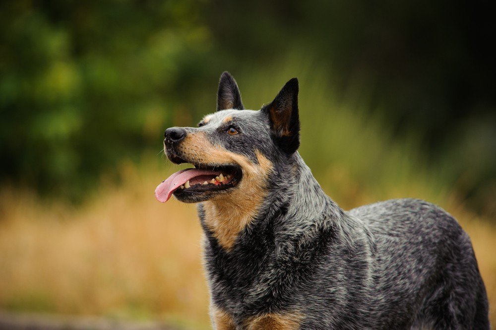Descubra 5 raças de cachorro que vivem por mais tempo