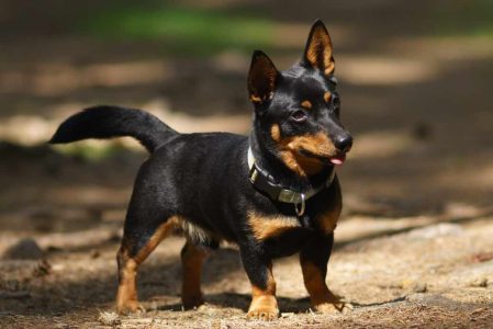 Adult Lancashire Heeler