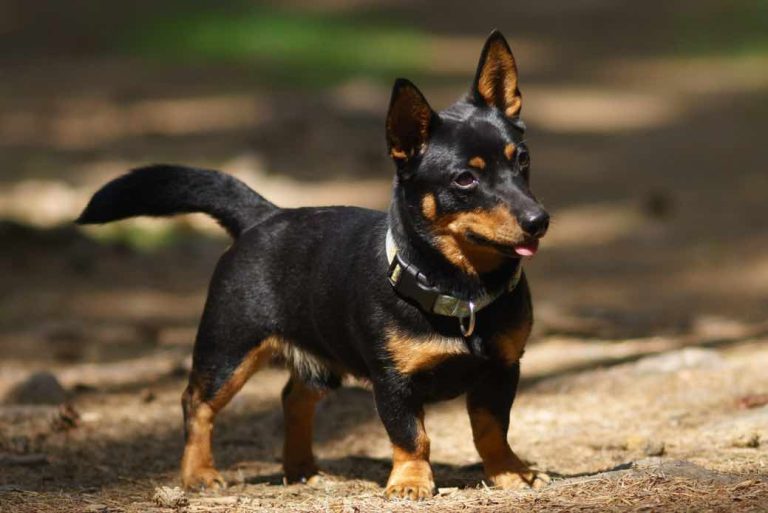 Nova raça de cachorro é descoberta recentemente nos EUA