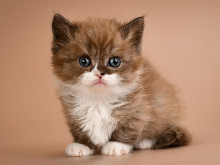 Gato Munchkin vira a mais nova sensação felina das redes sociais