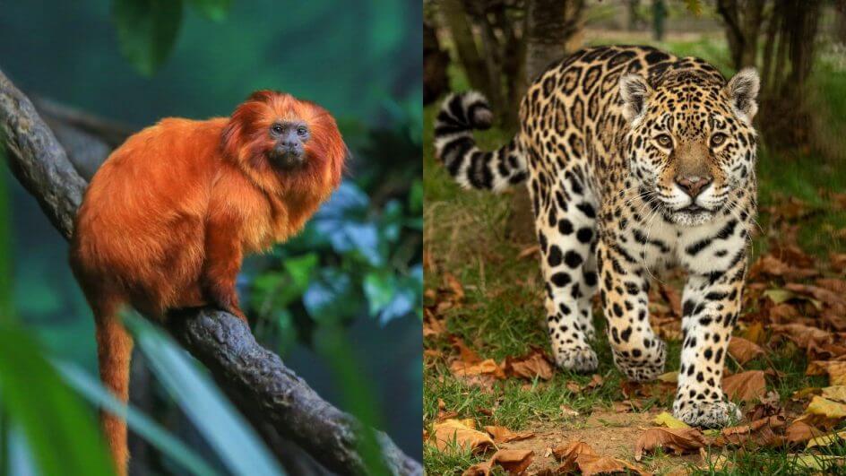 7 animais em extinção no Brasil