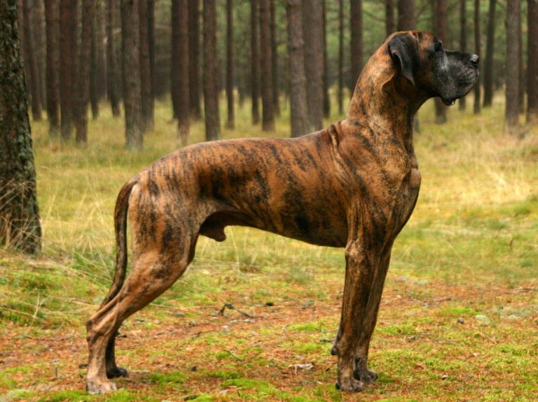 Conheça 12 Raças de Cachorro Que Não Latem Muito