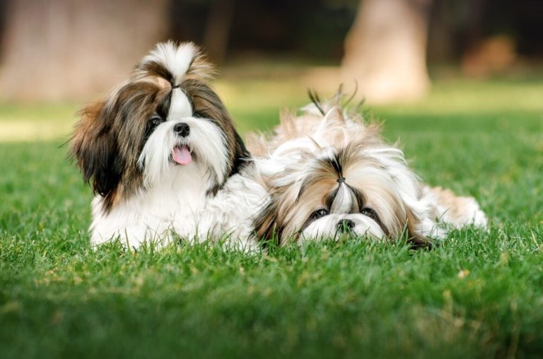 Goiânia recebe 3ª edição do evento Pet-Friendly com entrada gratuita