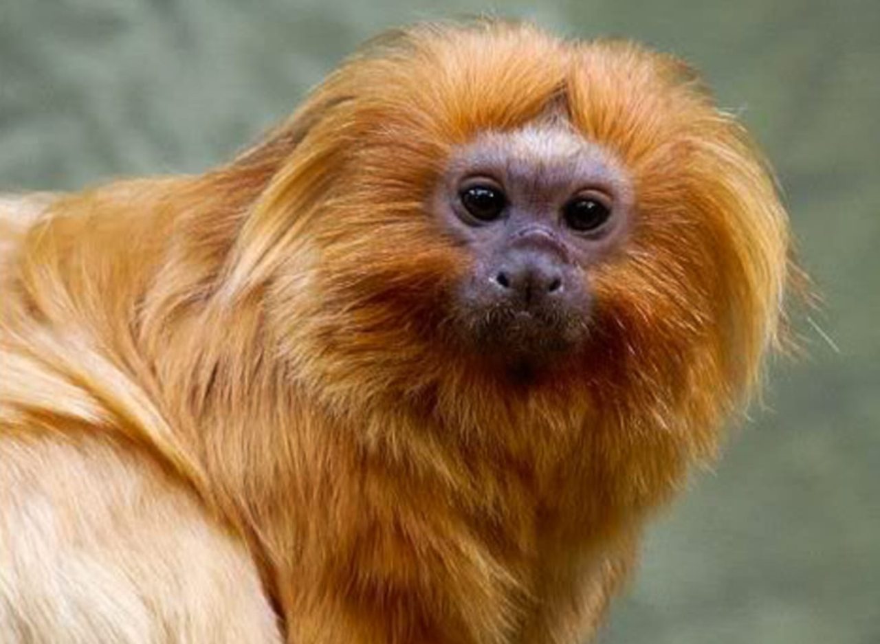 7 animais que correm risco de extinção no Brasil - Curta Mais - Goiânia