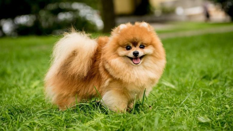 Descubra 5 raças de cachorro que vivem por mais tempo