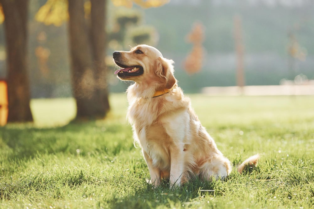 cachorro-golden-retriever-parque