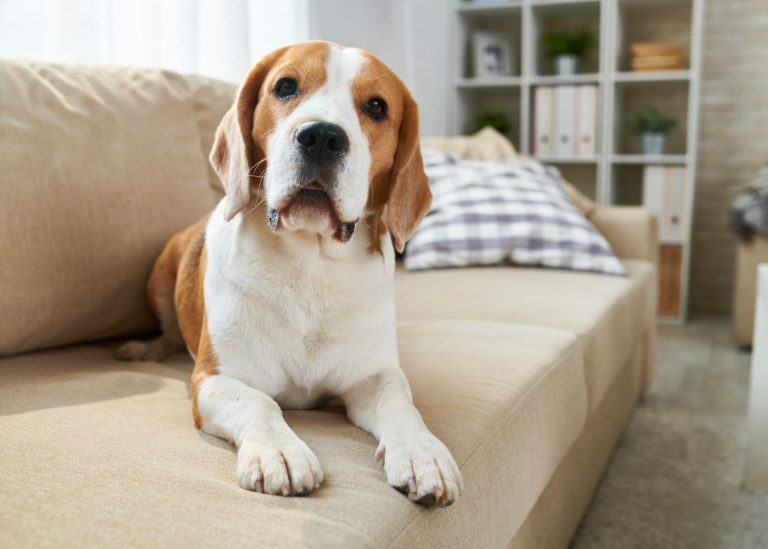 Cachorro em apartamento? Conheça 5 dicas para ter uma convivência harmoniosa com o seu amigo peludo