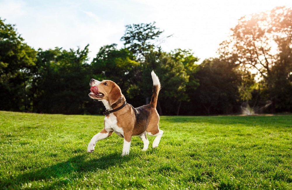 cao-beagle-no-parque