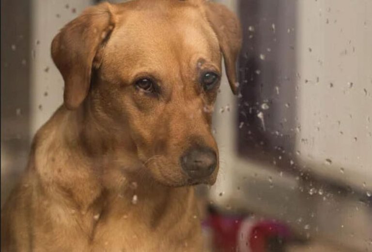 5 dicas para entreter seu pet em dias chuvosos