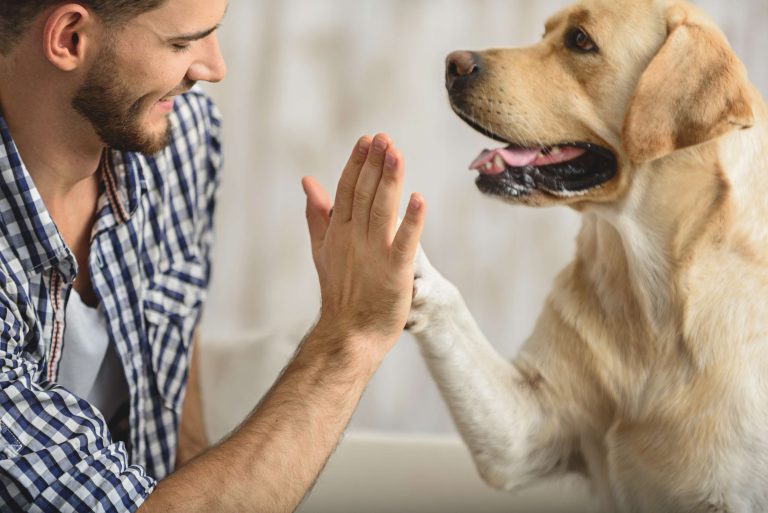 Novo projeto de Lei propõe incluir animais domésticos nos planos de saúde oferecidos pelas empresas