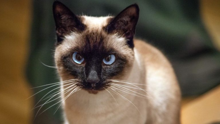 Ama o universo felino? Conheça as 3 raças de gato mais espertas e inteligentes que vão te encantar