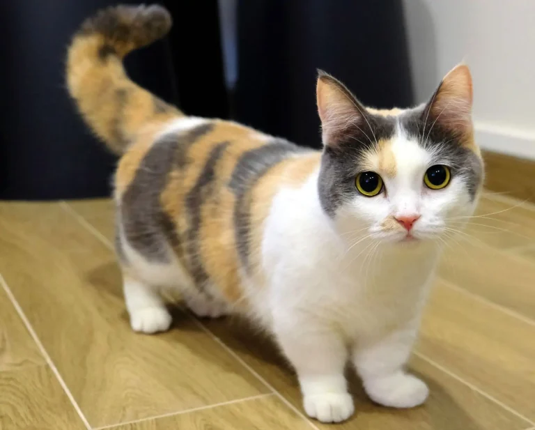 7 Pets para ter em apartamento