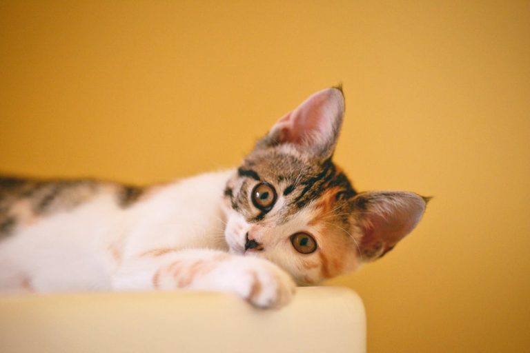 5 aromas para gatos que vão cativar o olfato desses pets
