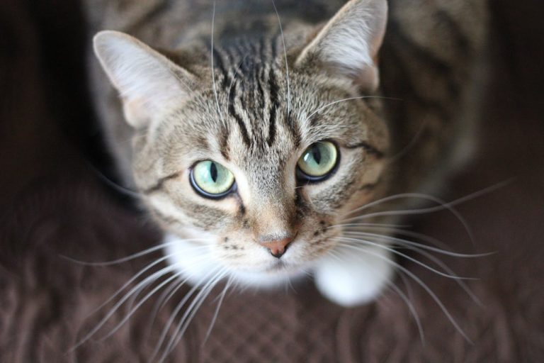 Descubra como os gatos usam os seus sentidos