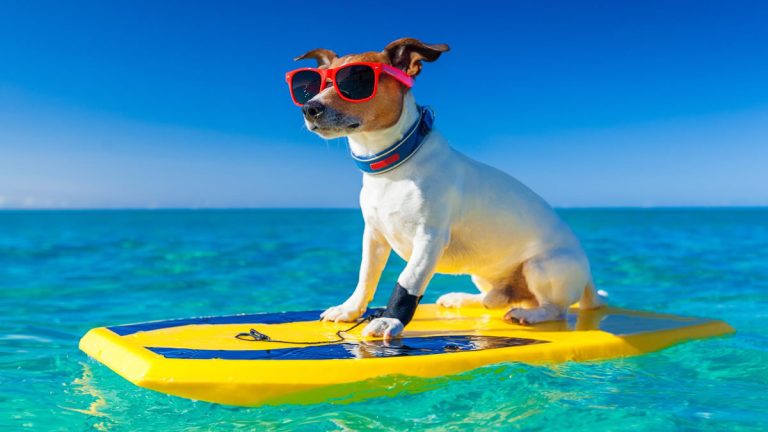8 dicas essenciais de segurança para você aproveitar ao máximo com o seu pet na praia