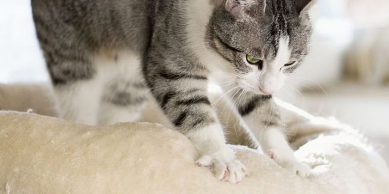 Entenda o real significado do porquê gatos ”amassam pãozinho”