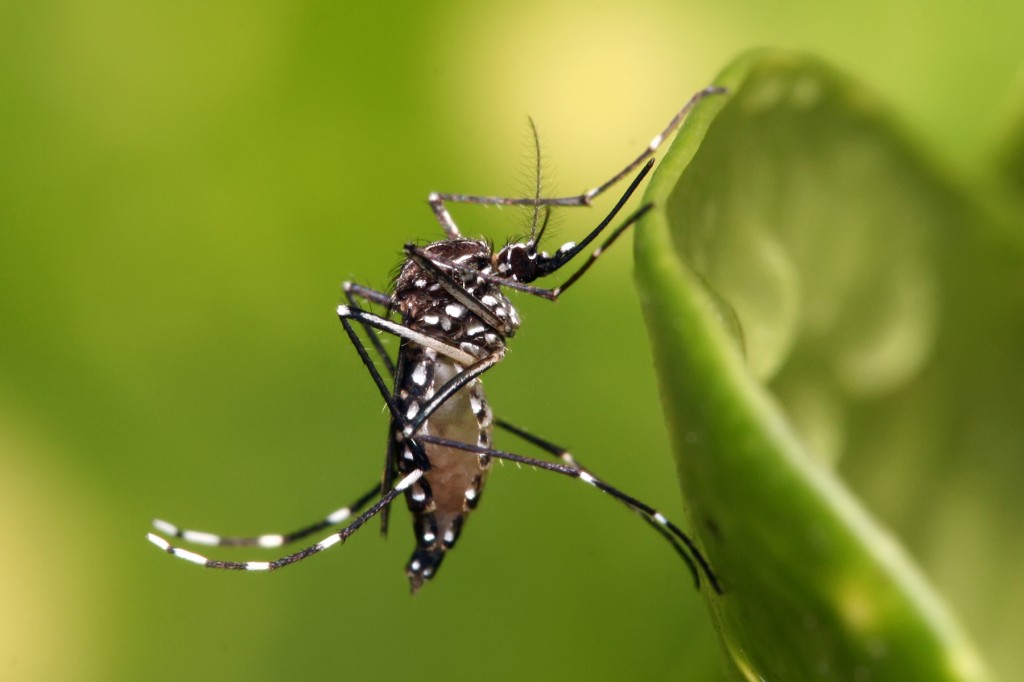 Aedes aegypti 1024x682 1