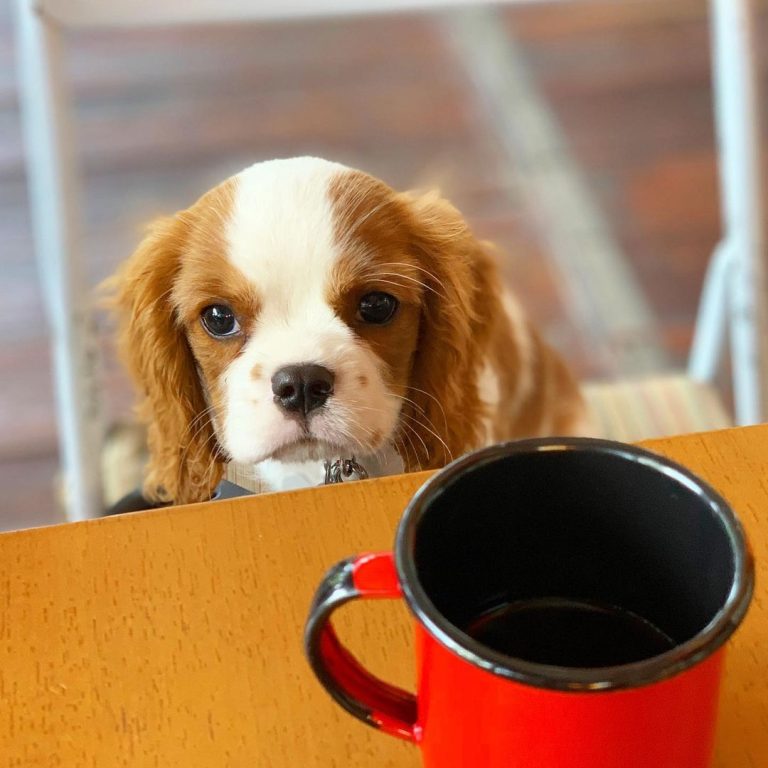 5 Bares e restaurantes pet friendly em Goiânia