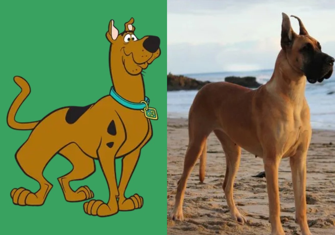 Dogue alemão: conheça a raça do personagem Scooby-Doo, Raças