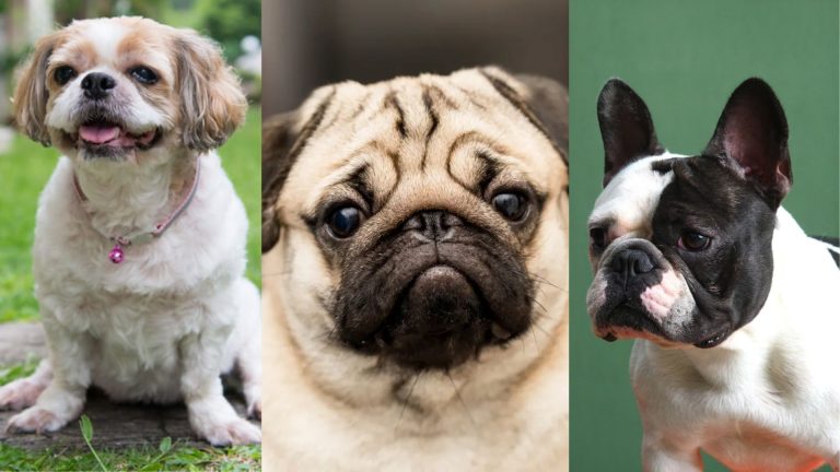 Projeto de Lei quer proibir criação de Shih-tzu, Buldogue e Pug no Brasil