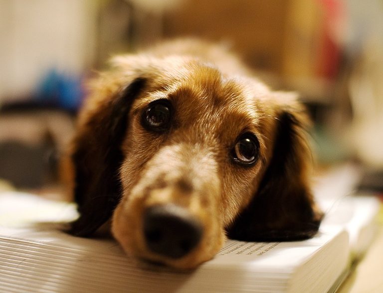 Conheça 5 Raças de cachorros mais carentes e atenciosos