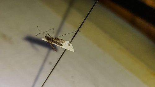 Técnicos pesquisam por mosquitos transmissores da malária em locais onde foi registrado caso da doença. Foto: Governo de Goiás