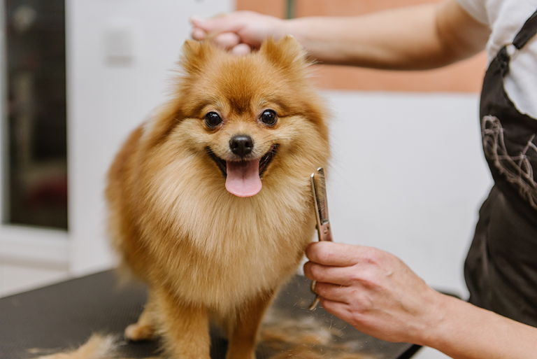 Goiânia recebe workshop inédito de capacitação em Cuidados de Animais Domésticos