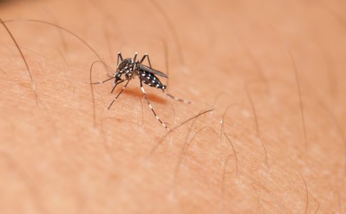 dengue na espanha