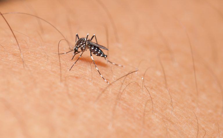 Dengue em alta: conheça sintomas, tratamento e formas de evitar doença