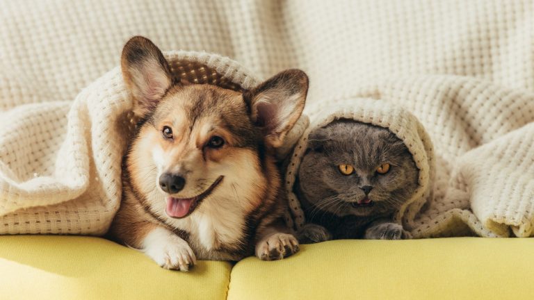 Mudança de clima exige cuidados especiais com os pets