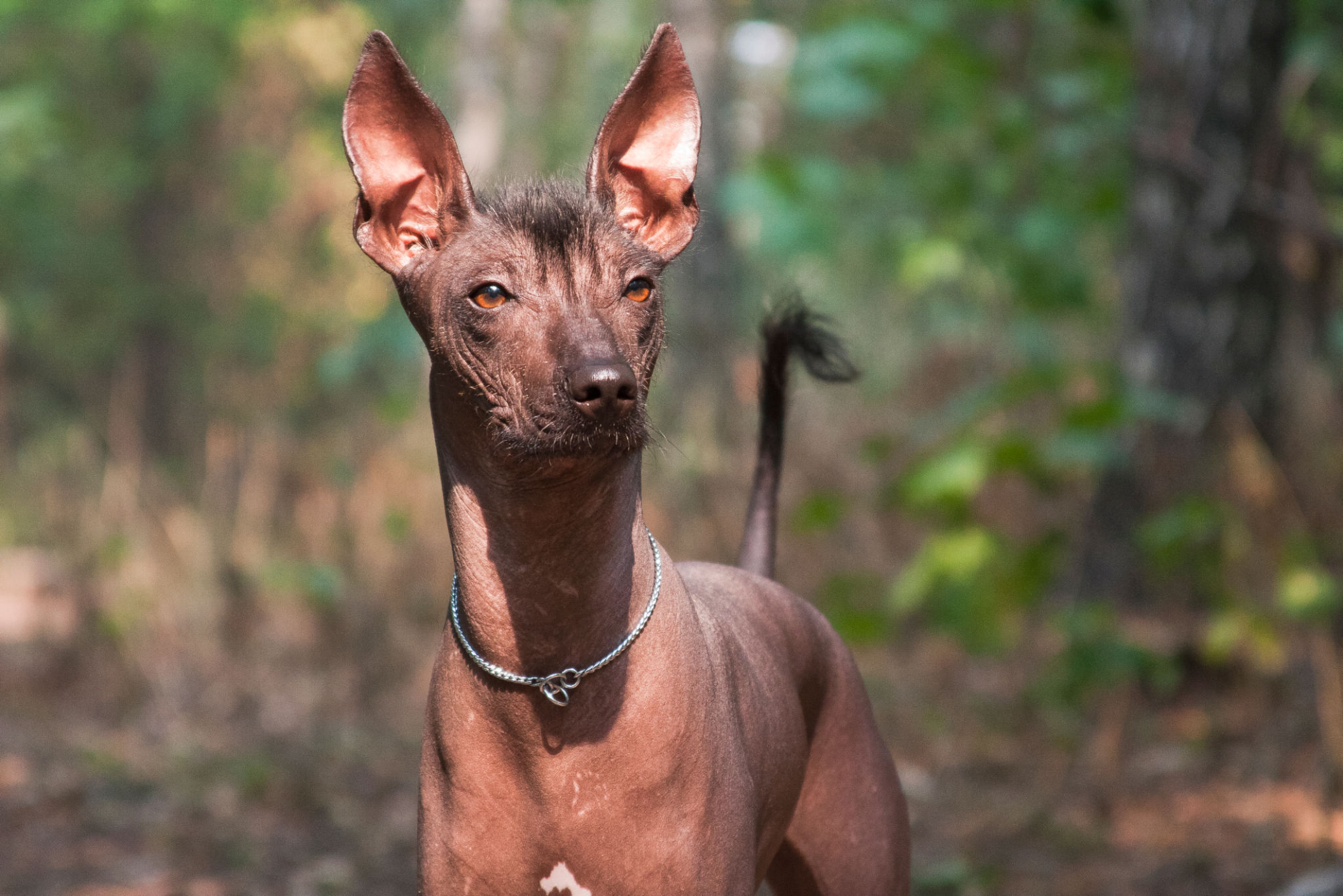 Xoloitzcuintle ou Pelado-mexicano