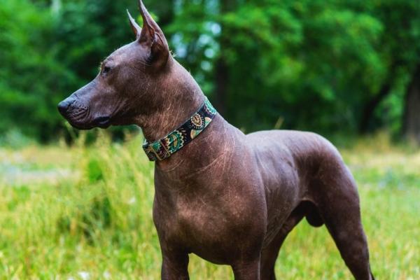 Cão Sem Pelo Argentino ou Pila Argentino