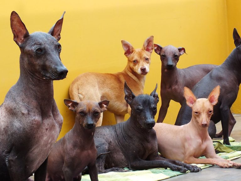 10 raças de cachorros que soltam menos pelos