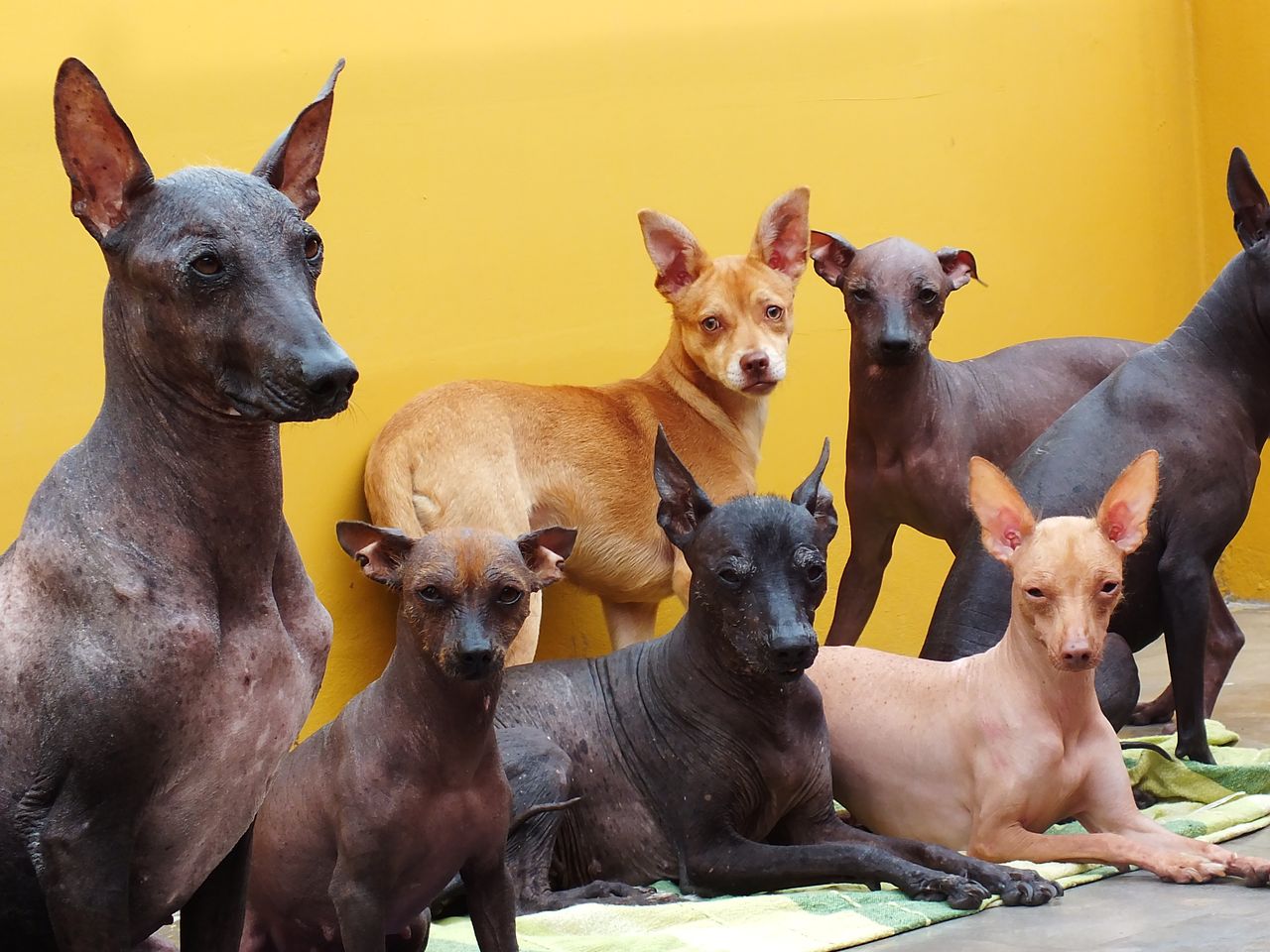 Cachorros que soltam menos pelos