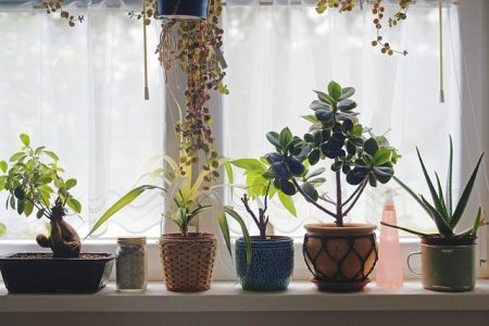 Plantas para ter dentro de casa