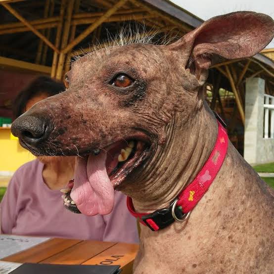 Cão Pelado-peruano