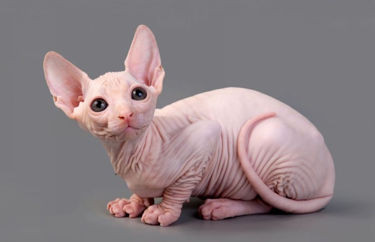 10 raças de gatos que soltam menos pelos