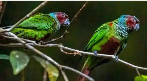 Observação de aves é a nova aposta do turismo em Goiás