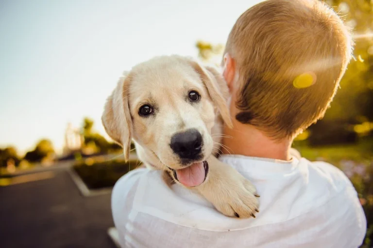 Governo federal sanciona lei que cria o Cadastro Nacional de Animais Domésticos
