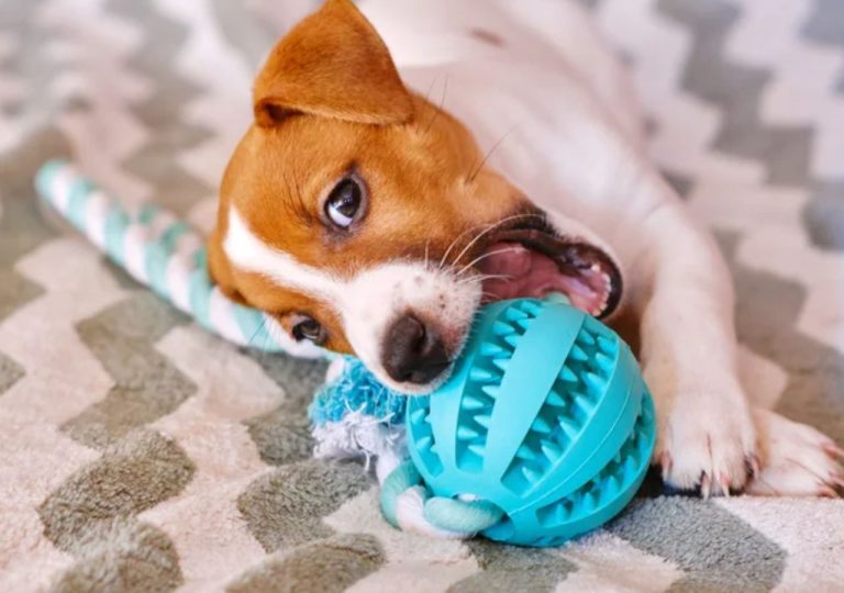Descubra os 5 brinquedos ideais para a diversão segura do seu pet