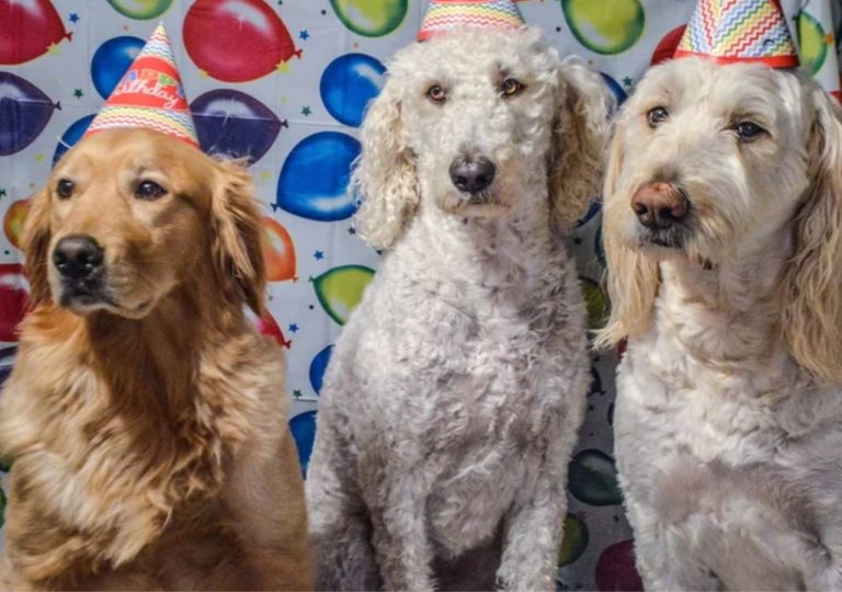 Descubra quantos anos humanos tem seu cachorro