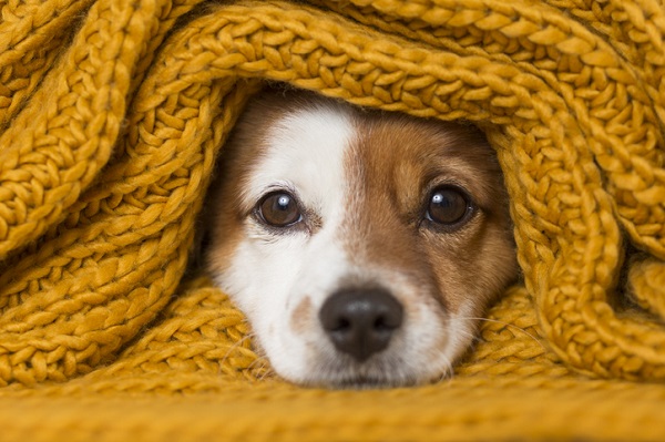 cuidados com pet no inverno