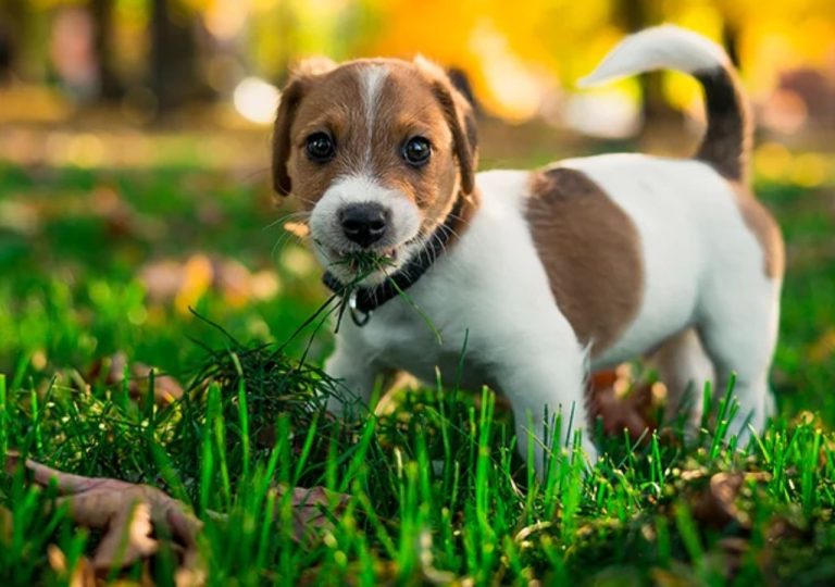 Por que os cachorros comem grama