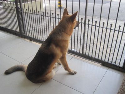 cão de guarda raças indicadas