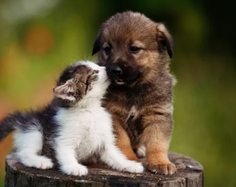 Será que é possível o cruzamento de cachorro com gato?