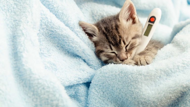 10 sinais de que seu gato precisa de ajuda